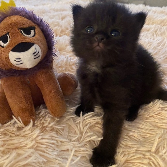 Meet your Posher, MM - Picture 4 of 6